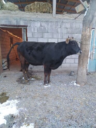 Продаю | Корова (самка) | Полукровка | Для молока | Привязанные — 2