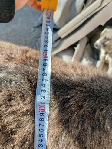 коровы молочные: Мини-ослик (карликовый), ручной. Характеристики: - Окрас — 4