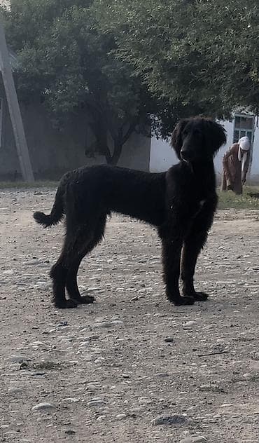Дворняжка, 6 месяцев, Самец, С прививкой at lalafo.kg Дворняжка, 6 месяцев, Самец, С прививкой