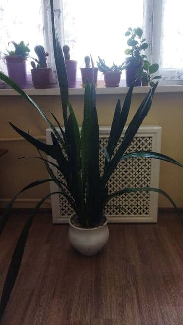 Декоративные цветы