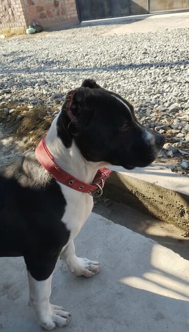 питомник попугаев бишкек: Кубинский питбул Кучук Сатылат 4 ай болду баасы 15 мин сом Кеми бар — 1