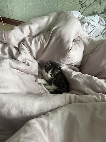 Отдам даром кошку: Котёнок, пушистый черно‑белый с белыми лапками и грудкой. Маленький — 1