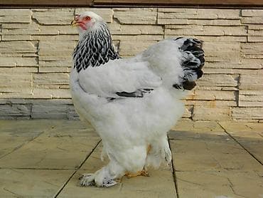 цыплята брама: Продаю | Куры | Брама | Для разведения — 6