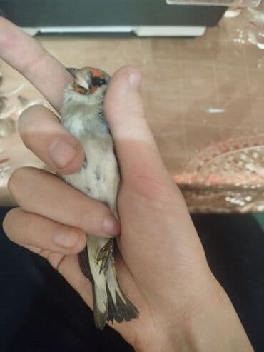 Ветеринар кызматы: Щегол (певчая птица) Описание: - Яркая певчая птица семейства — 3