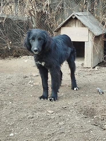 Собака даром: Тайган, 6 месяцев, Самец, С прививкой
