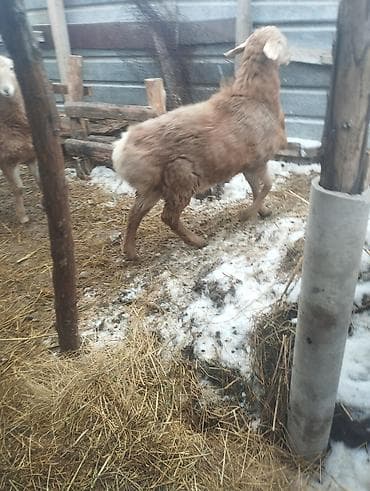 сиамская ориентальная кошка: Продаю | Баран (самец) | Арашан | Для разведения | Племенные — 4