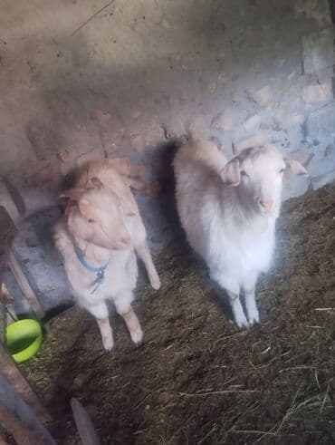 Продаю | Козёл (самец) | Полукровка | Для разведения