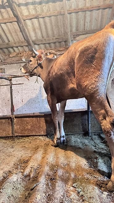 продажа собак бишкек: Продаю | Корова (самка), Тёлка | Голштин, Швицкая | На откорм, Для разведения, Для молока — 6