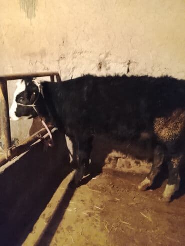 дойный коров: Продаю | Тёлка | На откорм | Нетель — 3