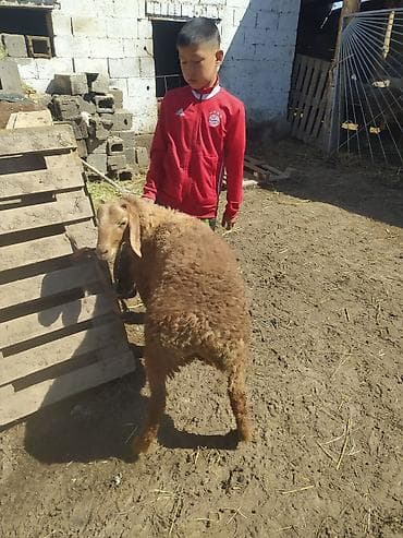 Продаю | Баран (самец) | Для разведения