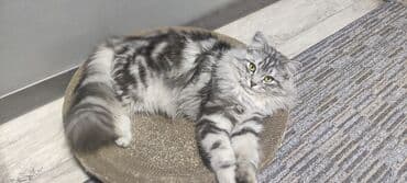 приют для котят бишкек: Вязка: Сибирская, Мальчик, 1 год, С прививками, Серебристая шиншилла — 7