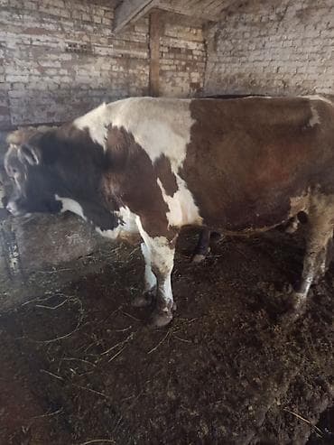 бык парода бельгиский: Продаю | Бык (самец) | На откорм — 1