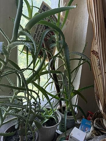 ред: Алоэ (Aloe arborescens/вера) – взрослые комнатные экземпляры в — 3