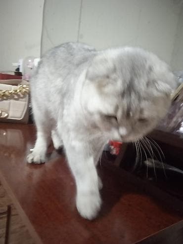 шпиц собака цена бишкек: Шотландская вислоухая кошка (Scottish Fold), окрас серебристый — 2