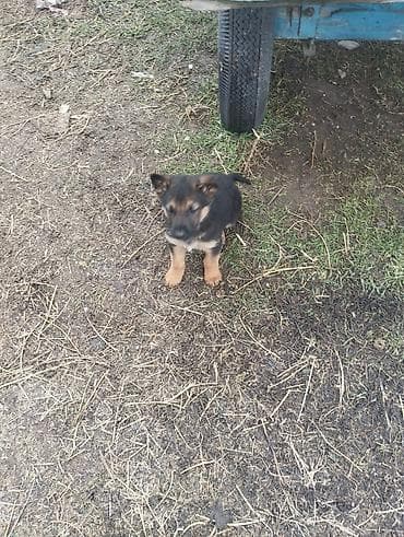 акти: Щенки немецкой овчарки. - Окрас: классический чёрно-подпалый. - — 7