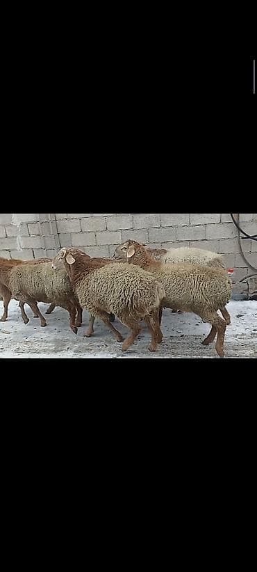 молочный козы: Продаю | Овца (самка) | Для разведения | Матка — 3