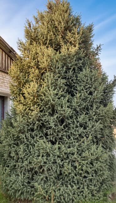 искусственный газон на стену: Саженцы деревьев: Ели — 1