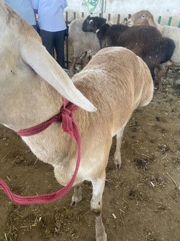 купить немецкий дог: Продаю | Баран (самец) — 5