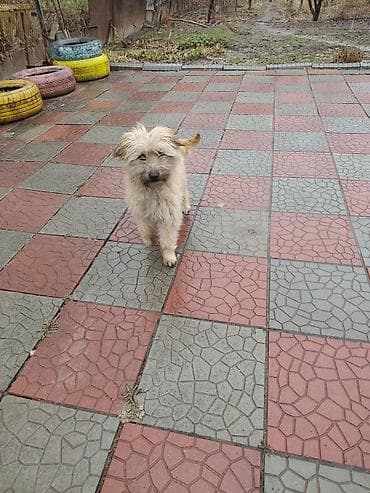 голубая вислоухая кошка: 7 месяцев, Самец — 9