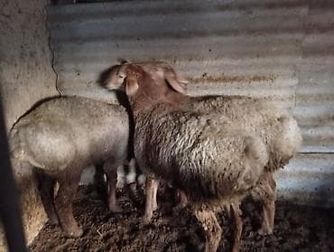 кролик баран: Продаю | Ягненок | Для разведения — 3