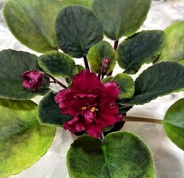 ленинградская: Продаю взрослые фиалки 🌺🌺🌺. Нахожусь в районе Тоголок Молдо- Баялинова — 2