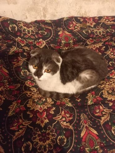 helix original цена в оше: Кошка даром: Скотиш Фолд (Шотландская вислоухая), 1 год, Девочка — 6