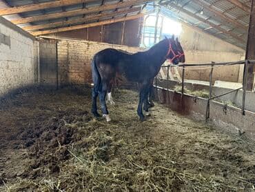 Продаю | Жеребенок | Для разведения | Племенные