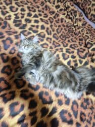 объявления о найденных собаках: Племенные кошки мейн-кун - Порода: мейн-кун, крупный породный тип — 3