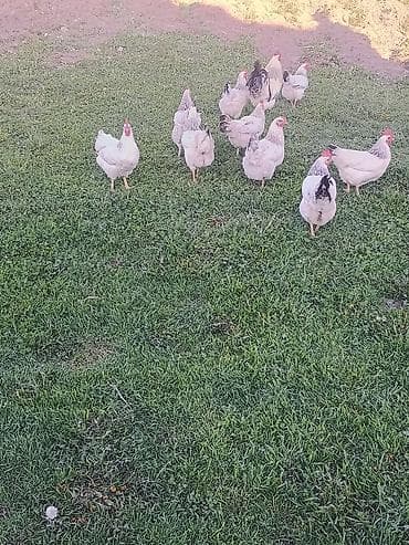 матор сууга: Адлер таза кандуу жумурткасы сатылат — 3