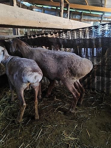 отдам собаку в хорошие руки бишкек: Продаю | Овца (самка) | Для разведения — 4