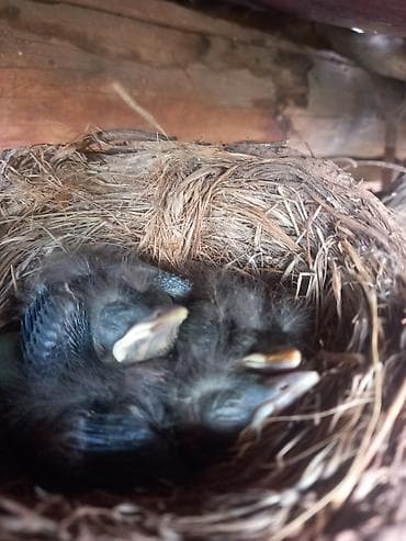 сколько стоит перепелиное яйцо: Птенцы в гнезде (дикие садовые певчие птицы) - На фото — выводок — 3