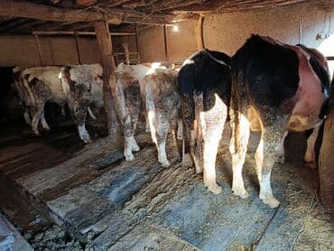 коровы высокоудойные: Продаю | Бык (самец) | Полукровка | На откорм | Привязанные — 2