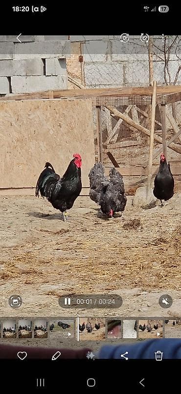 үй жаныбарлар: Сатам | Тооктор | Көбөйтүү үчүн — 3