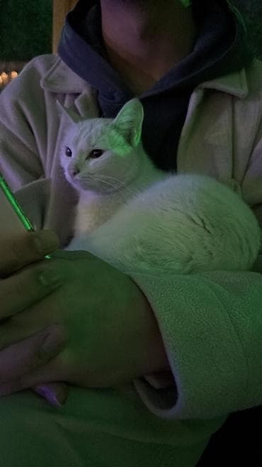 кормящая кошка: Кошка даром: Беспородная, 1 год, Девочка, Приучена к лотку, Проглистована — 5