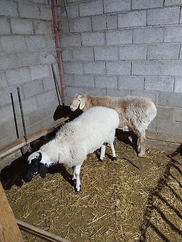 Другие животные: Продаю | Овца (самка) | Для разведения — 2