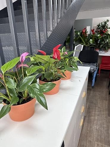 Комнатные растения в горшках: - Антуриум (Anthurium) — компактные