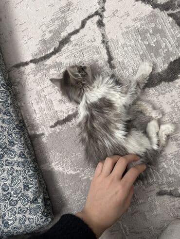 цепь для коров: Ищу хорошие руки для котят. 2 месяцанашла на улице ( дети издевались — 4