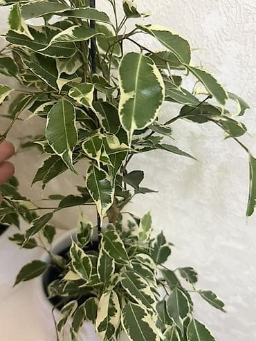 surface pen: 🪴 Фикус Бенжамин (Голландия) 📏 Бою: 60 см 🪴 Горшок менен 💰 Баасы: 1000 — 2