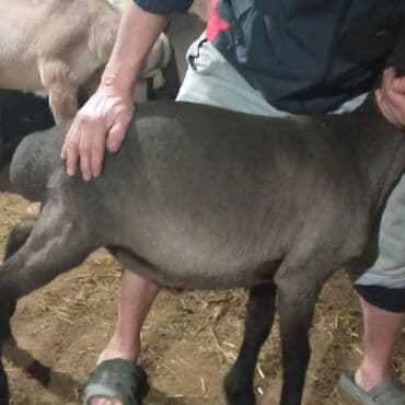 продажа французских бульдогов: Продаю | Овца (самка), Ягненок, Баран (самец) | Гиссарская, Полукровка, Меринос | На забой, Для разведения, Для шерсти | Племенные, Котные, Кастрированные — 3