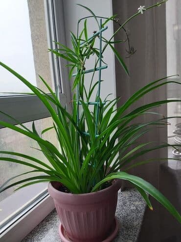 продам рассаду помидор: Хлорофитум — 2