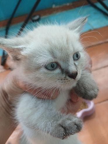 мышык кошка: Котята и молодые кошки, домашние любимцы. - Окрас и типы: - Серый с — 3