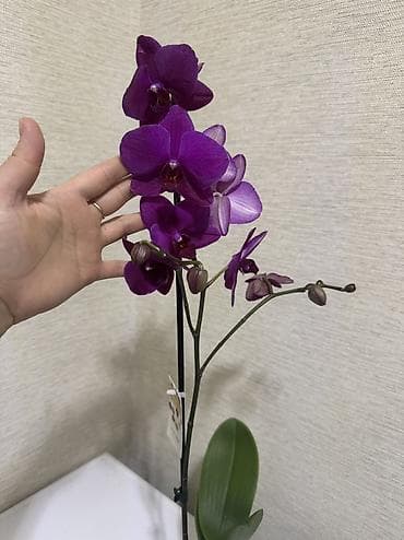 орхидея цена: Орхидеи сортовые в наличии.Биг липы,каменная роза,ароматная орхидея — 4