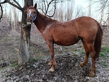 уй сотилади ош: Продаю | Кобыла (самка) | Дончак, Кара Жорго | Для разведения, Для молока, Конный спорт — 5