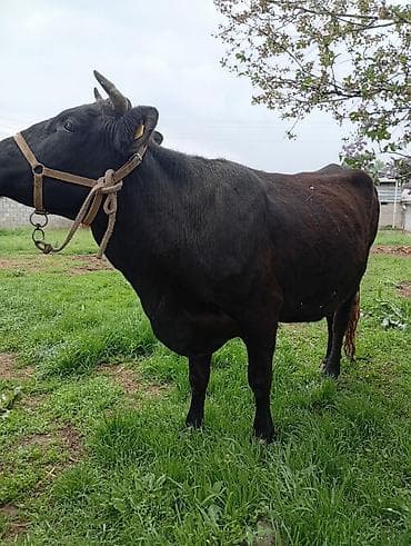 Үй жаныбарлары: Сатам | Уй (ургаачы) | Сүт алуу үчүн | Байланган — 3