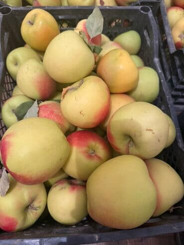 пахлава бишкек цена: Яблоки Голден, Оптом — 1