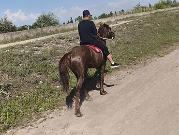 конный двор: Продаю | Конь (самец) | Конный спорт | Мерин — 3
