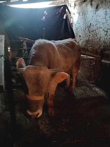 быки бука: Продаю | Бык (самец) | Швицкая — 4