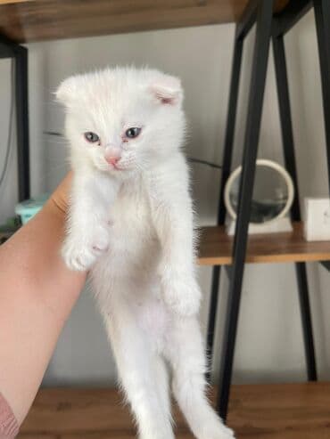 продажа кочкор: Продаются котята шотланской породы — 4