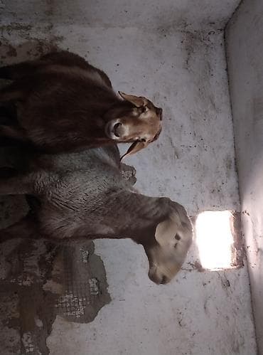 жук знахарь: Продаю | Овца (самка) | Для разведения | Матка — 1