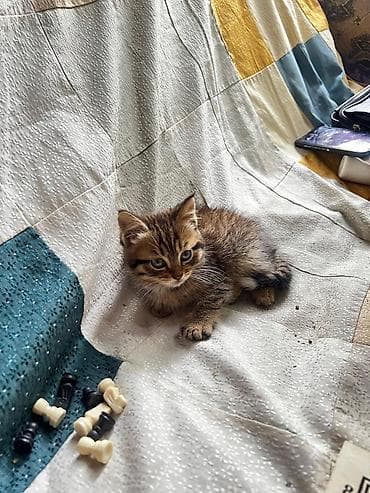 кошку: Котята из одного помёта. - Окрас: рыжий (классический табби) и — 1